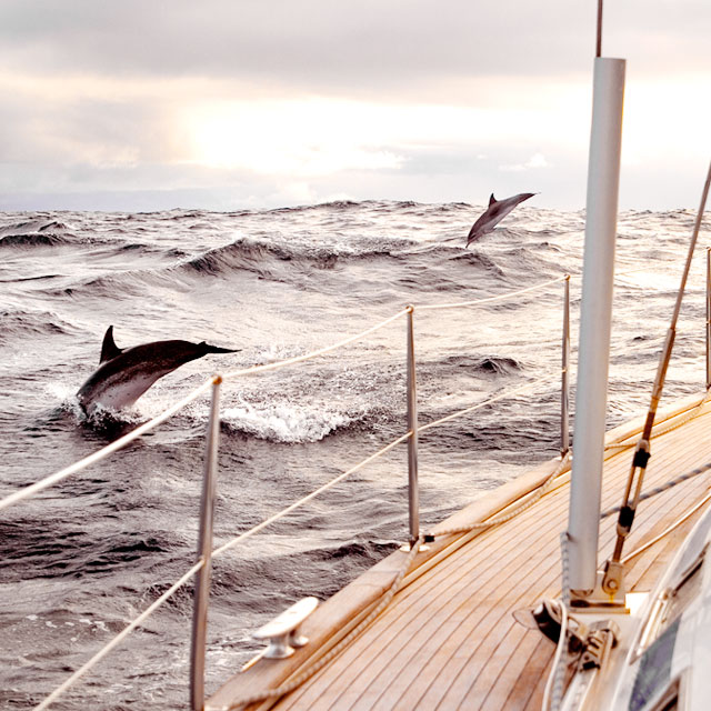 Wypatrywanie delfinów