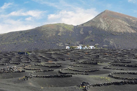 Viñedos que emergen de cráteres en La Geria, Lanzarote