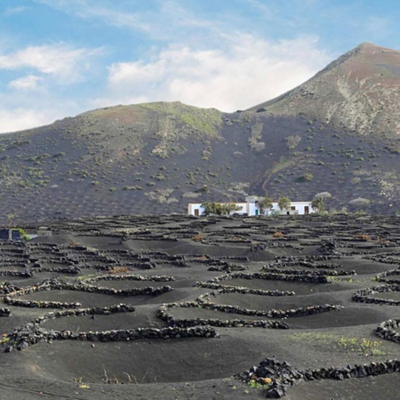 Winnice wyłaniające się z kraterów w La Geria, Lanzarote