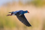 アンダルシア州ウエルバのドニャーナ国立公園の低湿地帯を飛ぶセイケイ。