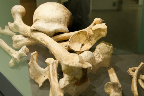 Exposition sur les hommes de Néandertal, musée de l