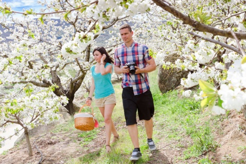 Cerezos en flor, Valle del Jerte