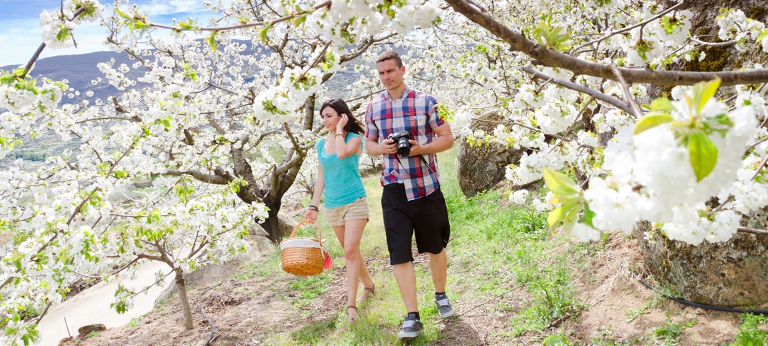 Cerezos en flor, Valle del Jerte