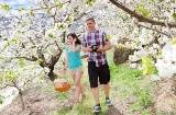 Цветущие вишневые деревья, долина Валье-дель-Херте