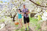 Cherry trees in blossom in the Jerte Valley