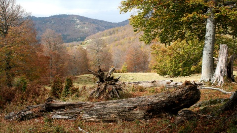 Bosco di Gamueta Ansó