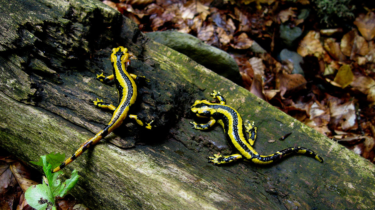 Salamanders in the Valles Occidentales Natural Park Salamanders in the Valles Occidentales Natural Park