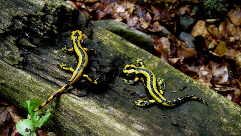 Salamandre nel parco naturale delle Valles Occidentales