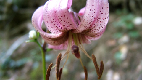 Particolare della Flora delle Valles Occidentales