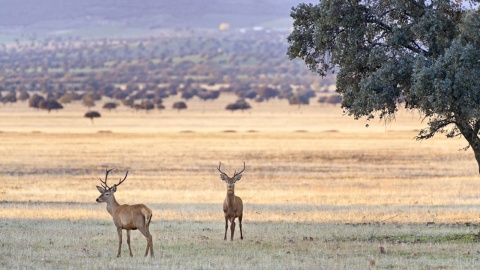 Two deer in the Cabañeros National Park