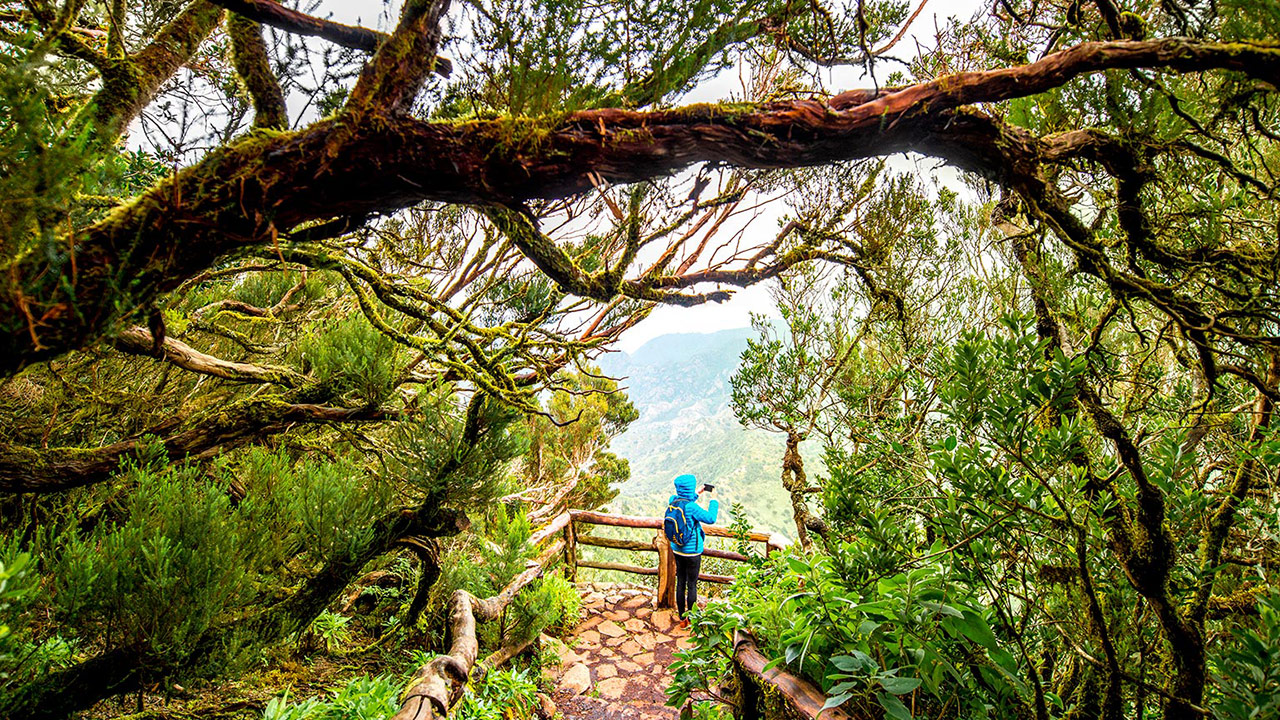 Bosque en el Parque Nacional de Garajonay Bosque en el Parque Nacional de Garajonay