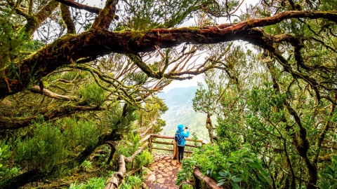 Bosque en el Parque Nacional de Garajonay