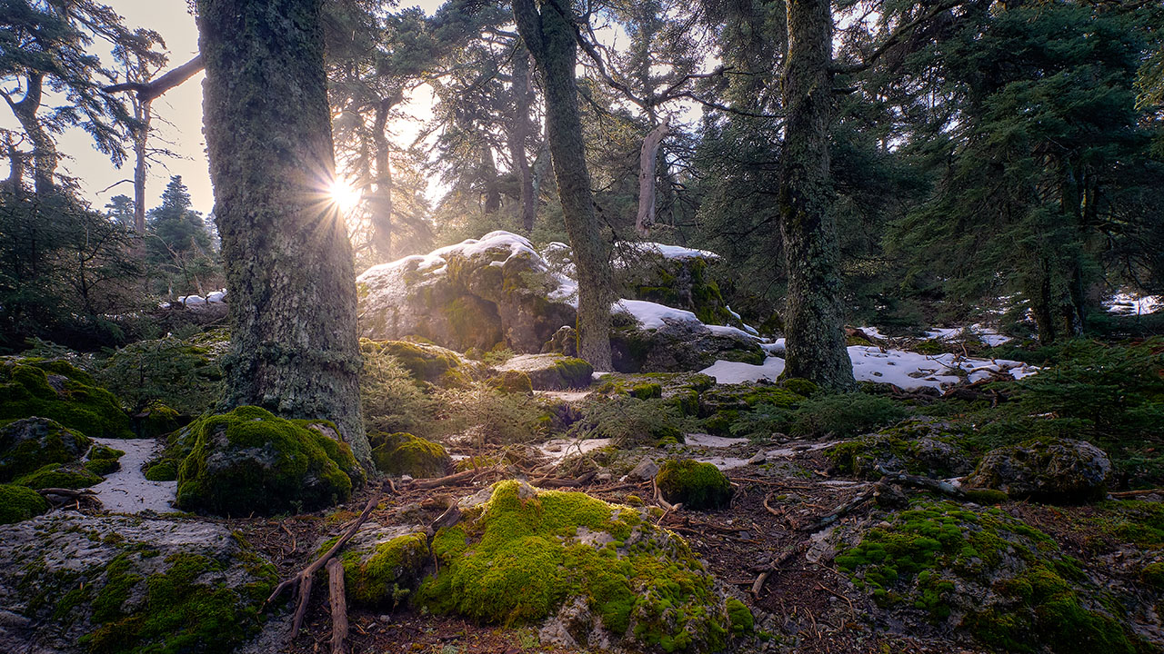 Bosque de Pinsapo en el Parque Nacional Sierra de las Nieves, Málaga Bosque de Pinsapo en el Parque Nacional Sierra de las Nieves, Málaga
