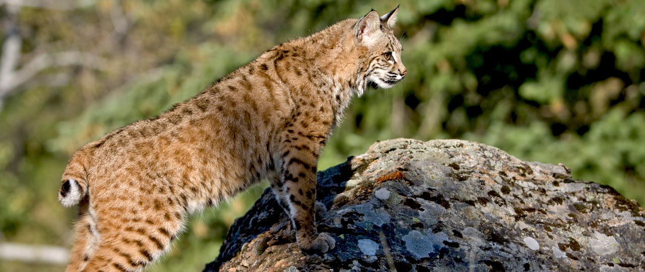 Iberian lynx