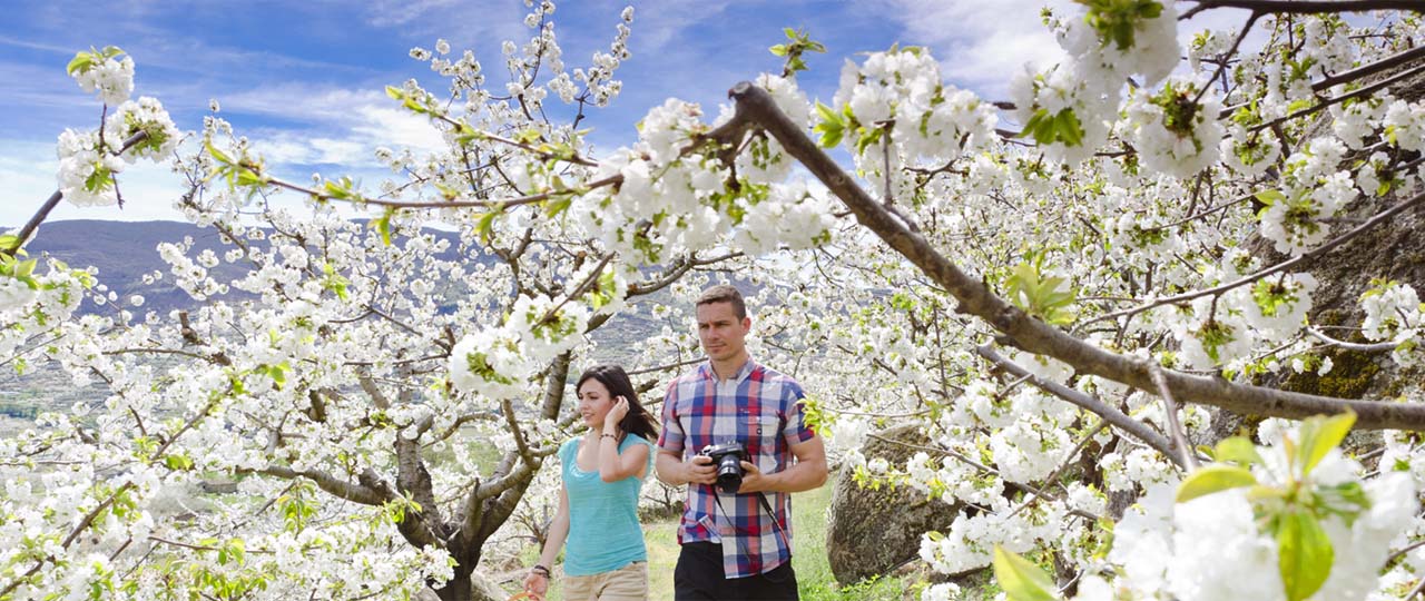 Couple among blossoming cherry trees