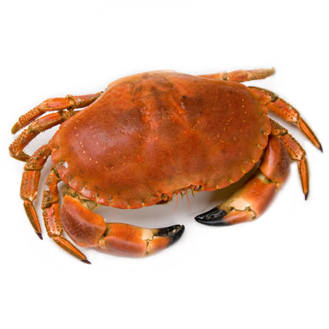 Brown crab
