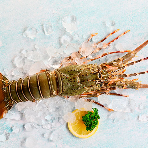 Lobster