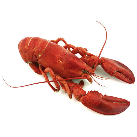 Lobster