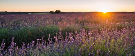 Campi di Lavanda, Brihuega