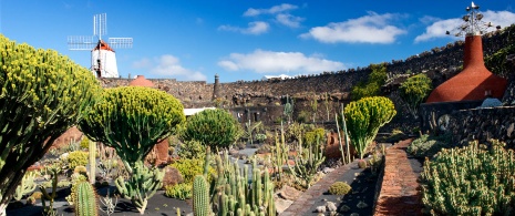 Ogród kaktusów, Lanzarote