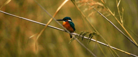 Observación de aves en la albufera, Menorca