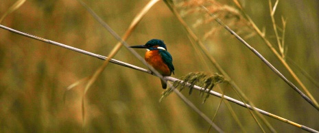 Birdwatching nella laguna di Minorca