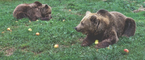 Ursos na Senda del Oso, Astúrias