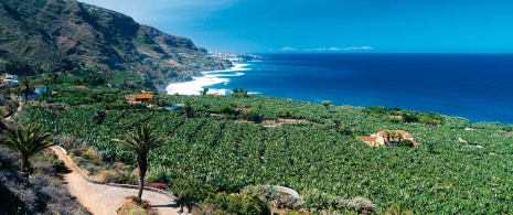 Banana trees in Realejos, Tenerife