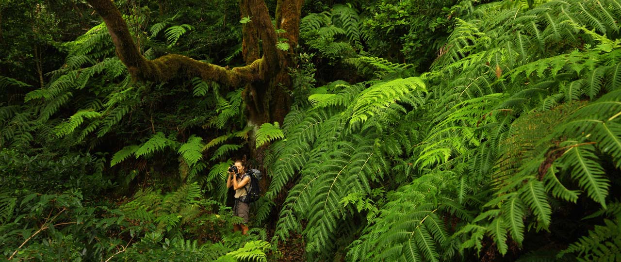 アナガの照葉樹林で写真を撮る女性 アナガの照葉樹林で写真を撮る女性