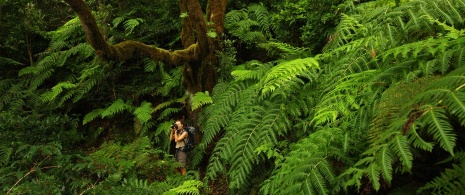 Junge Frau beim Fotografieren des Lorbeerwaldes von Anaga