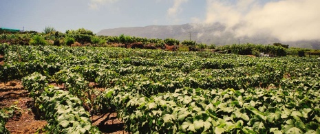 Vignobles à Realejo, Tenerife