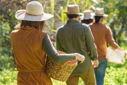 Tourists harvesting in a sustainable garden